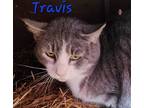 Adopt Travis a Domestic Shorthair / Mixed (short coat) cat in Cambridge