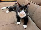 Adopt Brad a Black & White or Tuxedo Domestic Shorthair / Mixed (short coat) cat