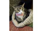 Adopt Flora a Brown Tabby Domestic Shorthair / Mixed (short coat) cat in Stone