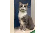 Adopt Tito a Gray or Blue (Mostly) Domestic Shorthair / Mixed (short coat) cat