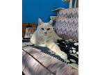Adopt Linus a Cream or Ivory (Mostly) Domestic Shorthair / Mixed (short coat)
