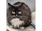 Adopt Natasha a Domestic Longhair / Mixed (short coat) cat in Warren