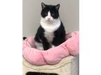 Adopt Daisy a Domestic Shorthair / Mixed (short coat) cat in Dalton