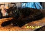 Adopt Sugar a Black (Mostly) Domestic Shorthair / Mixed (short coat) cat in