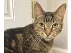 Adopt Alex (aka Artie) a Gray, Blue or Silver Tabby Domestic Shorthair / Mixed