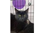 Adopt Meowser a All Black Domestic Shorthair / Mixed (short coat) cat in