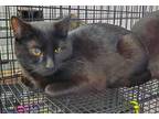 Adopt Meowerly a All Black Domestic Shorthair / Mixed (short coat) cat in