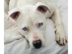 Adopt Winnie a Tricolor (Tan/Brown & Black & White) American Staffordshire