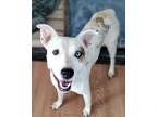 Adopt Regina a White - with Tan, Yellow or Fawn Husky dog in Castle Rock