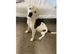 Adopt Petey a White - with Brown or Chocolate Blue Heeler dog in Los Lunas
