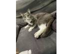 Adopt Langston a Gray or Blue (Mostly) Domestic Shorthair / Mixed cat in Mount