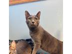 Adopt Beth a Gray or Blue Domestic Shorthair / Mixed cat in Milford