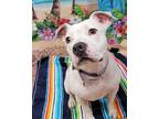 Adopt Penelope a Boxer / Mixed dog in Newnan, GA (37739316)