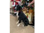 Adopt Roxie a Australian Shepherd