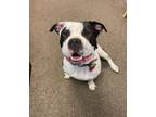 Adopt Naya a Pit Bull Terrier