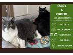 Adopt Phoebe a Domestic Short Hair