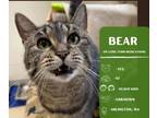 Adopt Bear a Domestic Short Hair