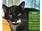 Adopt Missy a Domestic Short Hair