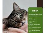 Adopt Riska a Domestic Short Hair