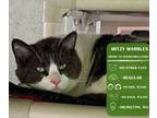 Adopt Mitzy Marbles a Domestic Short Hair