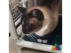 Adopt Stevie a Siamese