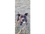 Adopt BUG a Pit Bull Terrier