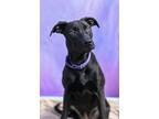 Adopt Ophelia a Belgian Shepherd / Sheepdog, Pit Bull Terrier