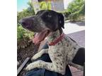 Adopt Stella a German Shorthaired Pointer