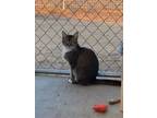 Adopt Marsela a Domestic Short Hair