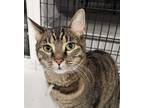 Adopt Sugar a Tabby, Domestic Short Hair