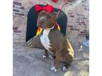 Adopt Cookie a American Staffordshire Terrier