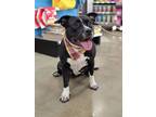 Adopt Belle a American Staffordshire Terrier