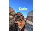 Adopt Darla a Hound