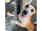 Adopt Clarissa a Australian Cattle Dog / Blue Heeler, Mixed Breed