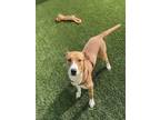 Adopt PENNY a Pit Bull Terrier