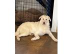 Adopt Fiona a Labrador Retriever, Irish Wolfhound