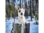 Adopt Turkey a Pit Bull Terrier, Siberian Husky