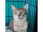 Adopt Ashley a Domestic Short Hair