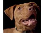 Adopt Noelle a Pit Bull Terrier, Vizsla
