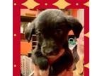 Adopt Momma Bear pup 4/Bess a Border Collie, Mixed Breed