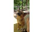 Adopt ANGIE a Shiba Inu, Jindo