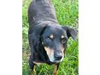 Adopt Dyna Bear a Rottweiler, Doberman Pinscher