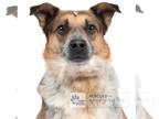 Australian Shepherd Mix DOG FOR ADOPTION RGADN-1190189 - Bueller - Australian