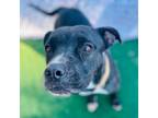 Adopt Diamond 2 a American Staffordshire Terrier