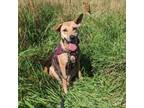 Adopt Ivy a Mixed Breed