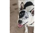 Adopt Lila a Siberian Husky, Australian Cattle Dog / Blue Heeler