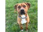 Adopt Fayra a Pit Bull Terrier, Mixed Breed