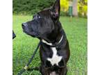 Adopt Gabi - Urgent a American Staffordshire Terrier, Mixed Breed