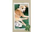 Adopt Natalia a American Staffordshire Terrier, Mixed Breed