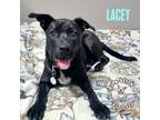 Adopt Lacey a Terrier